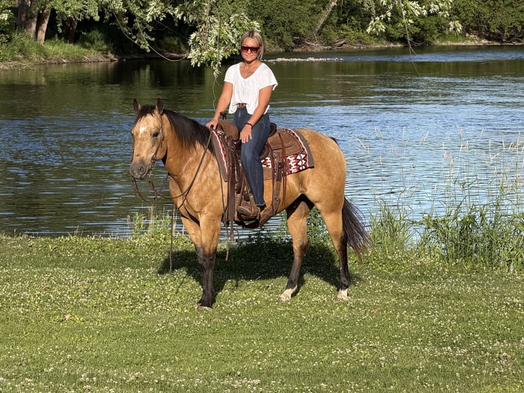 American Quarter Horse Wallach 13 Jahre Buckskin in Cannon Falls