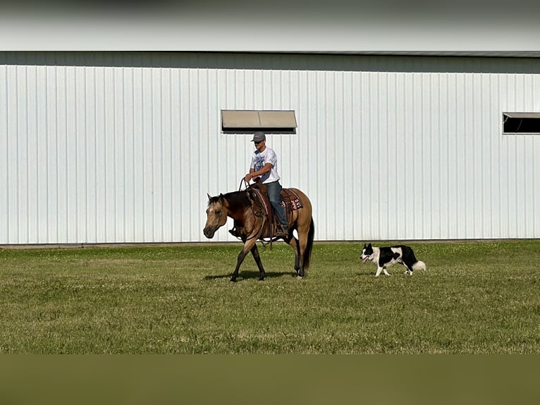 American Quarter Horse Wallach 13 Jahre Buckskin in Cannon Falls