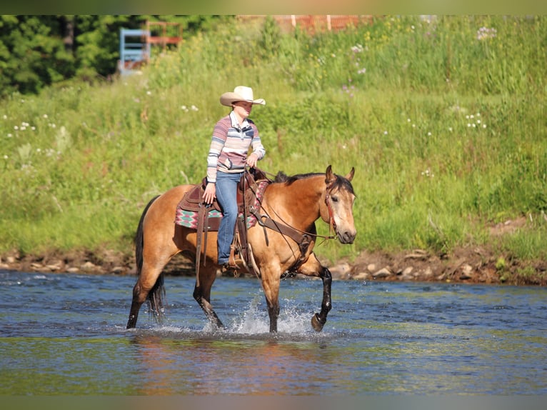 American Quarter Horse Wallach 13 Jahre Buckskin in Clarion