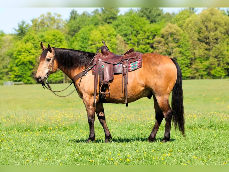 American Quarter Horse Wallach 13 Jahre Buckskin in Clarion