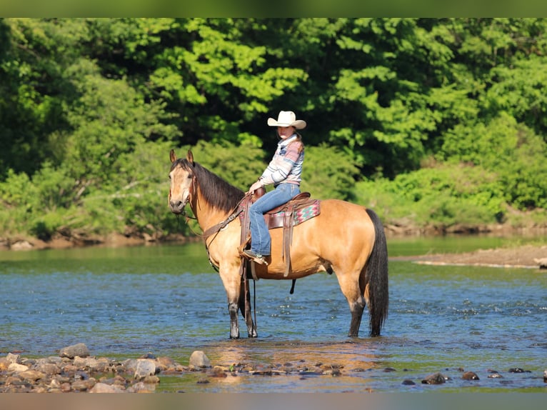 American Quarter Horse Wallach 13 Jahre Buckskin in Clarion