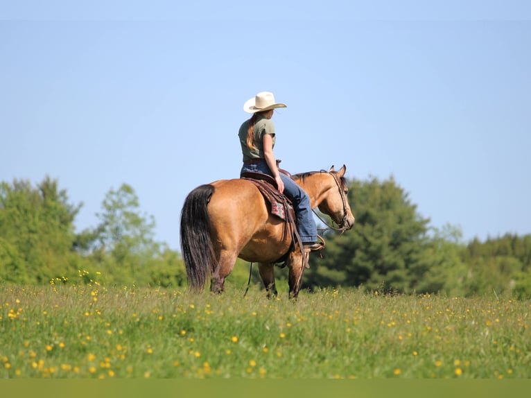 American Quarter Horse Wallach 13 Jahre Buckskin in Clarion