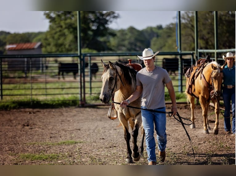 American Quarter Horse Wallach 13 Jahre Buckskin in Fredericksburg