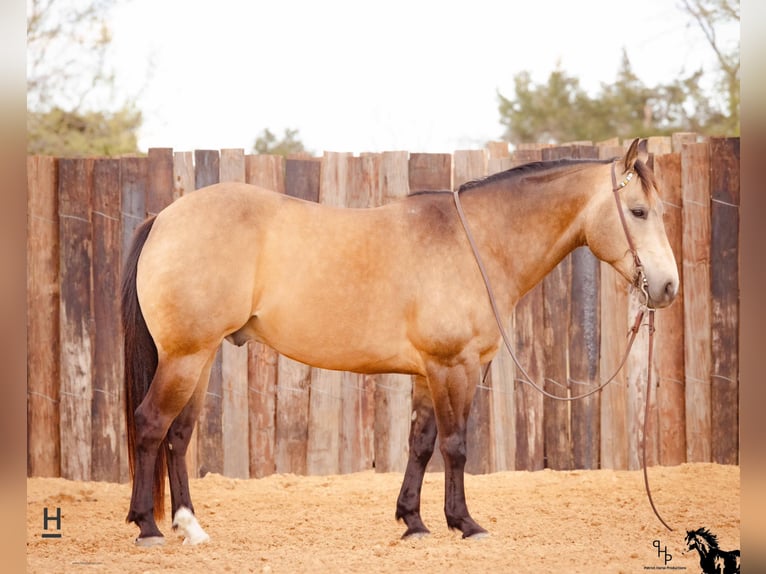 American Quarter Horse Wallach 13 Jahre Buckskin in Joshua, TX