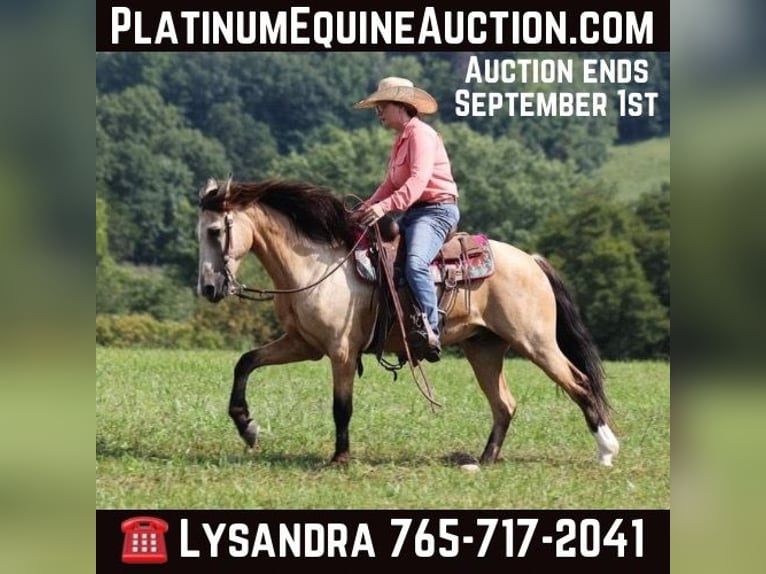 American Quarter Horse Wallach 13 Jahre Buckskin in Brodhead KY