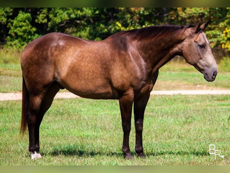 American Quarter Horse Wallach 13 Jahre Buckskin in Mountain Grove, MO