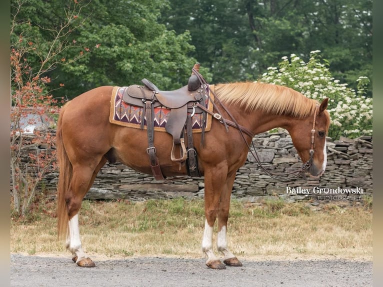 American Quarter Horse Wallach 13 Jahre Dunkelfuchs in Everett PA