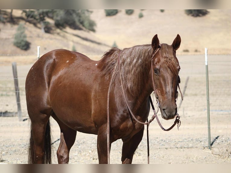 American Quarter Horse Wallach 13 Jahre Dunkelfuchs in Bitterwater CA