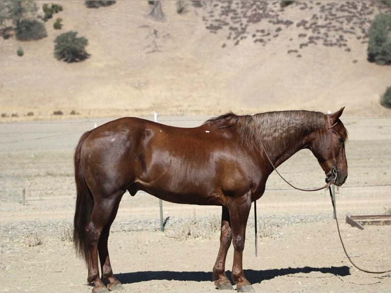American Quarter Horse Wallach 13 Jahre Dunkelfuchs in Bitterwater CA