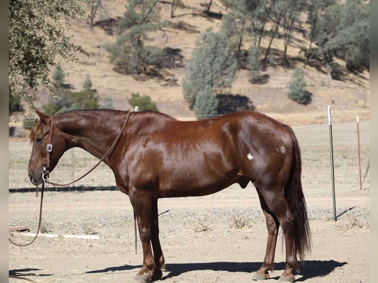 American Quarter Horse Wallach 13 Jahre Dunkelfuchs in Bitterwater CA