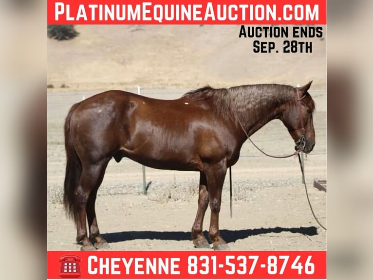 American Quarter Horse Wallach 13 Jahre Dunkelfuchs in Bitterwater CA