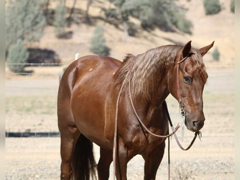 American Quarter Horse Wallach 13 Jahre Dunkelfuchs in Bitterwater CA