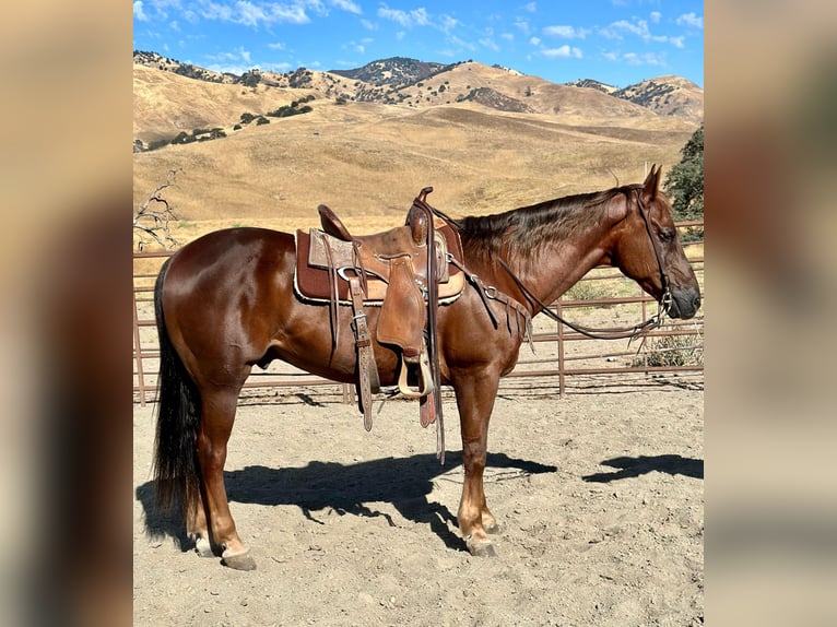 American Quarter Horse Wallach 13 Jahre Dunkelfuchs in King City, CA