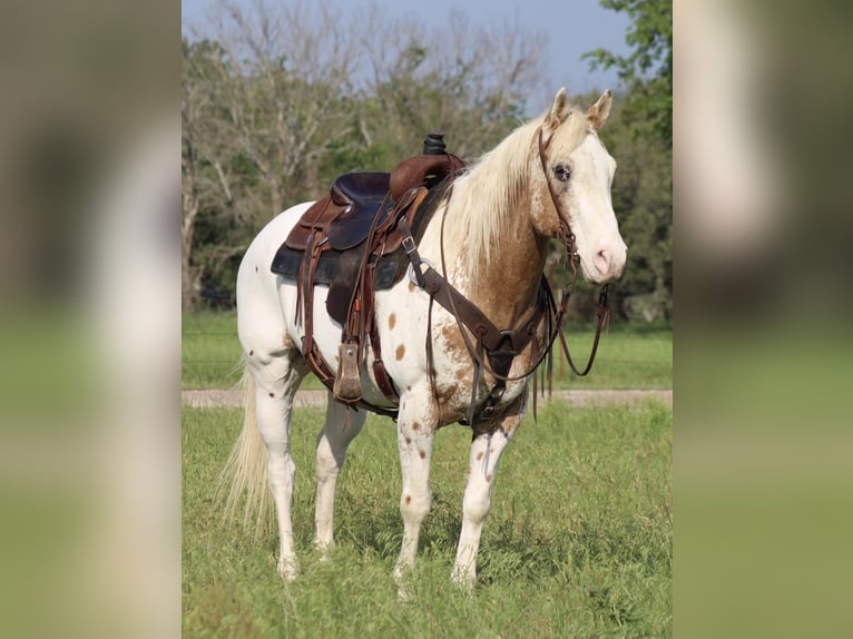 American Quarter Horse Wallach 13 Jahre Dunkelfuchs in Morgan Mill TX