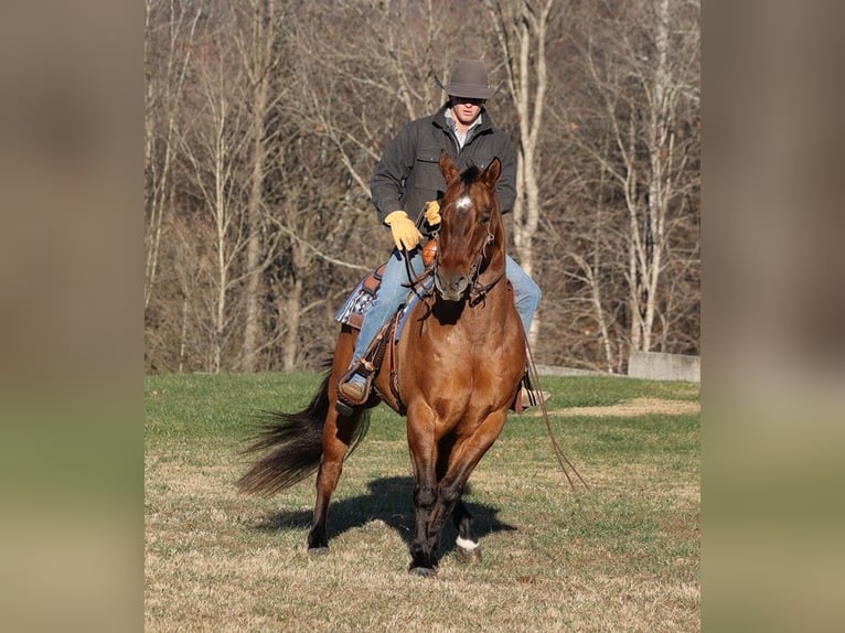 American Quarter Horse Wallach 13 Jahre Falbe in Somerset