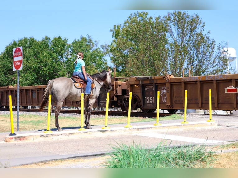 American Quarter Horse Wallach 13 Jahre Grullo in Terrell