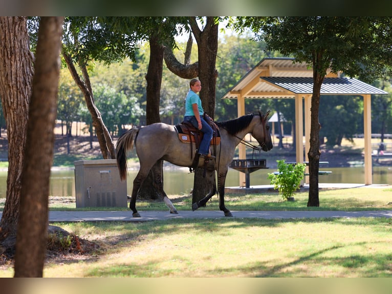American Quarter Horse Wallach 13 Jahre Grullo in Terrell