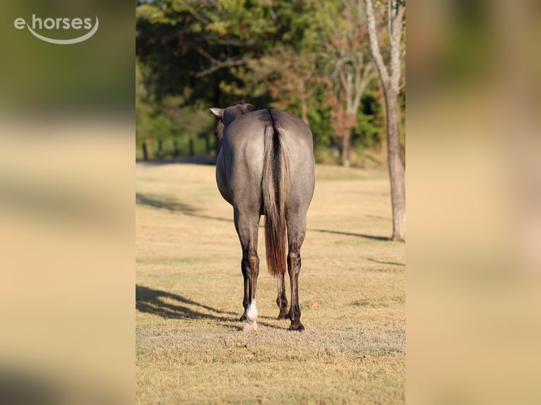 American Quarter Horse Wallach 13 Jahre Grullo in Forney