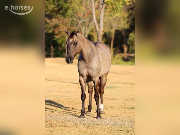 American Quarter Horse Wallach 13 Jahre Grullo in Forney