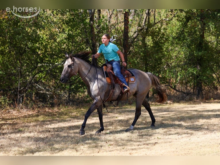 American Quarter Horse Wallach 13 Jahre Grullo in Forney