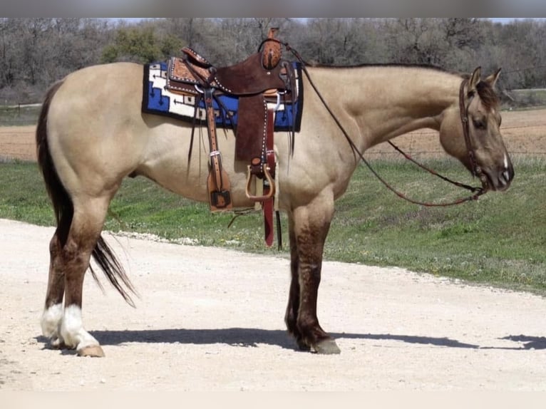 American Quarter Horse Wallach 13 Jahre Grullo in Mineral Wells