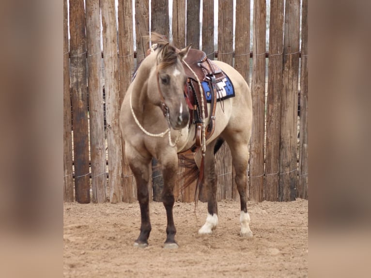 American Quarter Horse Wallach 13 Jahre Grullo in Mineral Wells