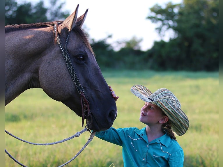 American Quarter Horse Wallach 13 Jahre Grullo in Stephenville TX