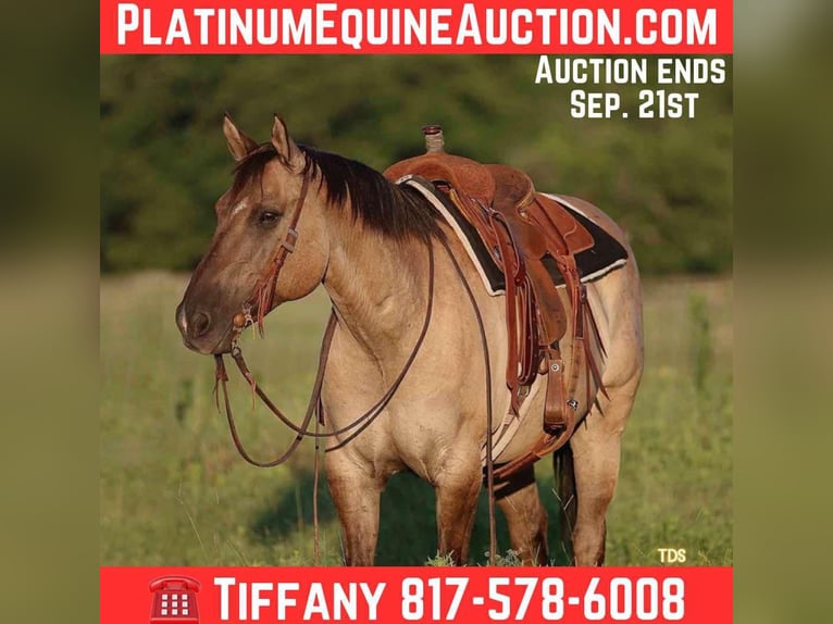 American Quarter Horse Wallach 13 Jahre Grullo in Stephenville TX