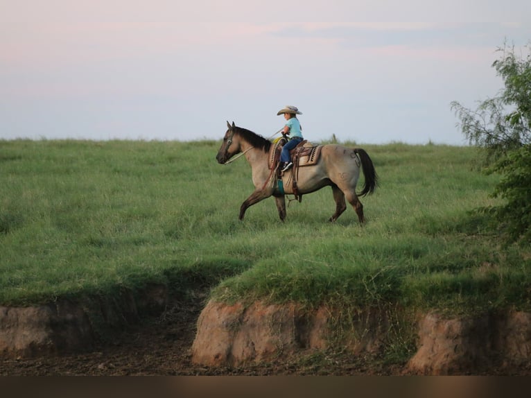 American Quarter Horse Wallach 13 Jahre Grullo in Stephenville TX