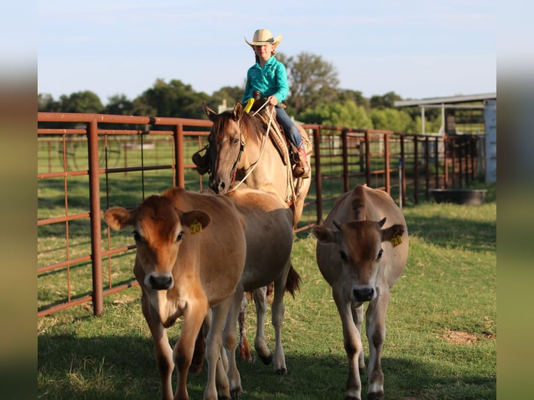 American Quarter Horse Wallach 13 Jahre Grullo in Stephenville TX