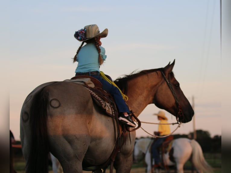 American Quarter Horse Wallach 13 Jahre Grullo in Stephenville TX
