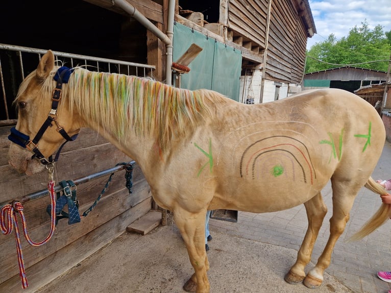 American Quarter Horse Mix Wallach 13 Jahre Palomino in Katzweiler