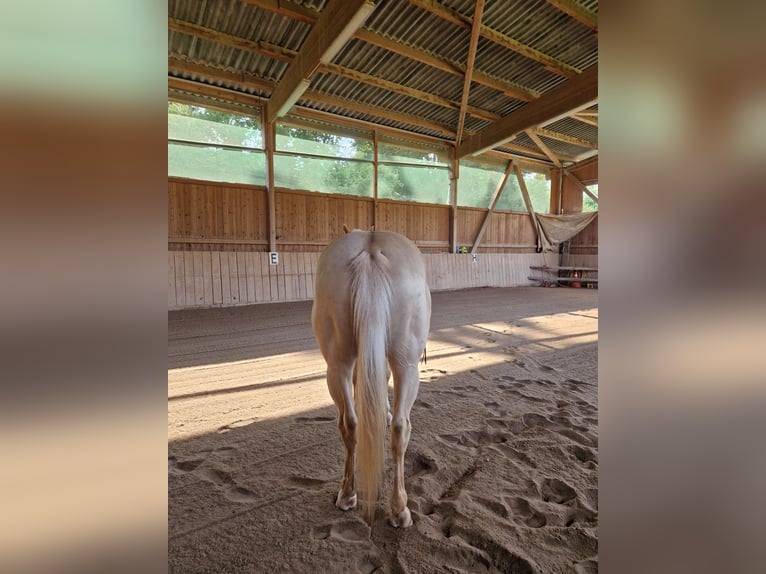 American Quarter Horse Mix Wallach 13 Jahre Palomino in Katzweiler