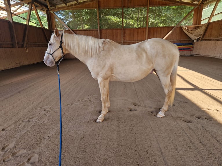 American Quarter Horse Mix Wallach 13 Jahre Palomino in Katzweiler