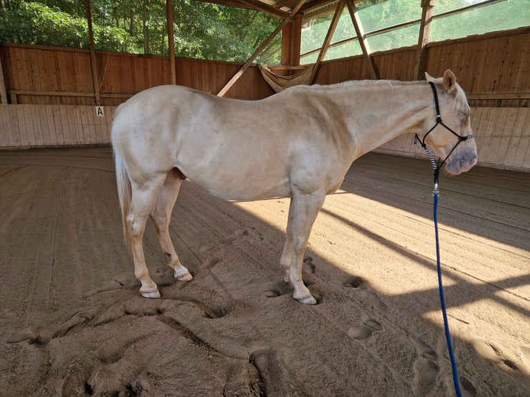 American Quarter Horse Mix Wallach 13 Jahre Palomino in Katzweiler
