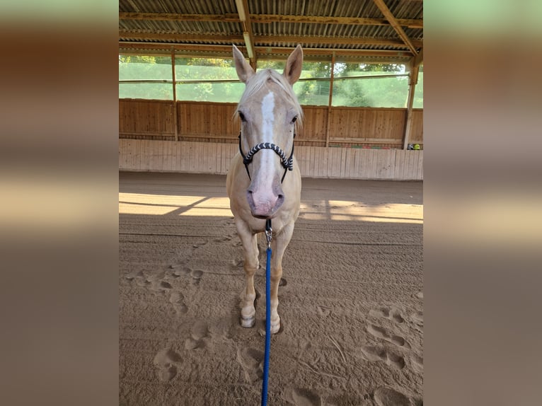 American Quarter Horse Mix Wallach 13 Jahre Palomino in Katzweiler