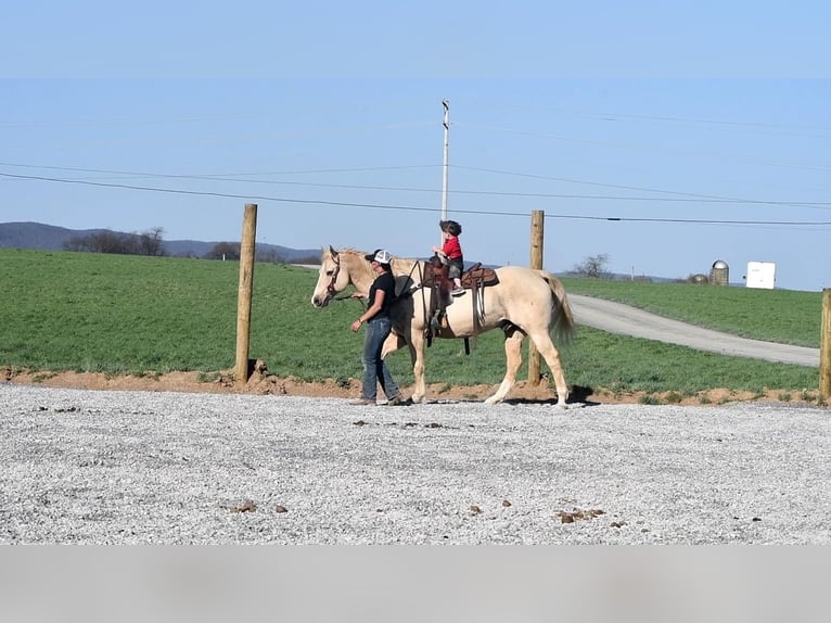 American Quarter Horse Wallach 13 Jahre Palomino in Rebersburg, PA