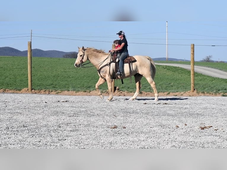 American Quarter Horse Wallach 13 Jahre Palomino in Rebersburg, PA