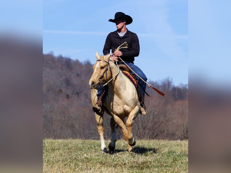 American Quarter Horse Wallach 13 Jahre Palomino in Brodhead, KY
