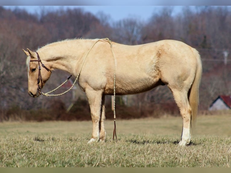 American Quarter Horse Wallach 13 Jahre Palomino in Brodhead, KY