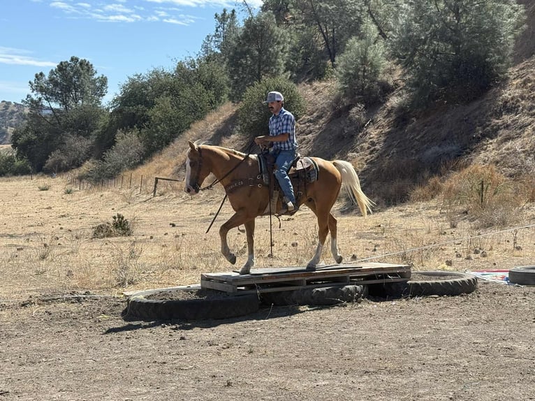 American Quarter Horse Wallach 13 Jahre Palomino in Paicines, ca