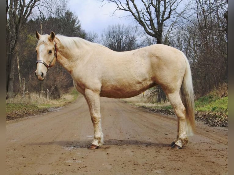 American Quarter Horse Wallach 13 Jahre Palomino in Howell MI