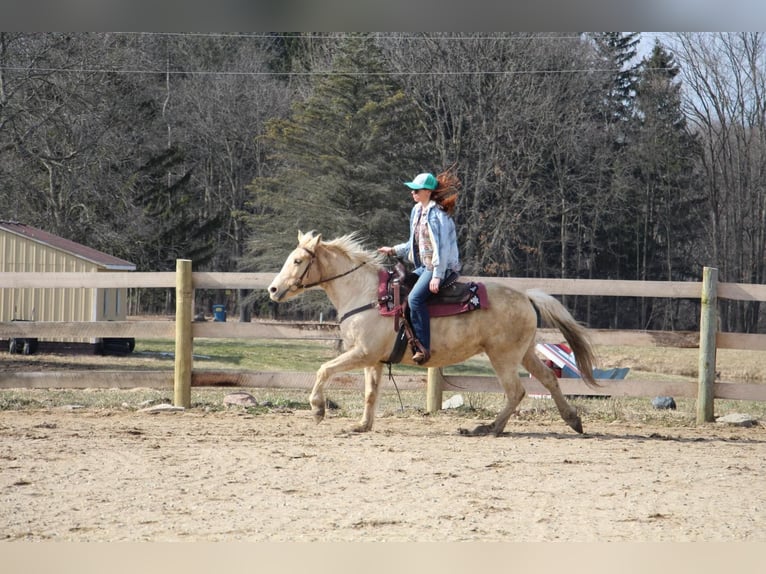 American Quarter Horse Wallach 13 Jahre Palomino in Howell MI