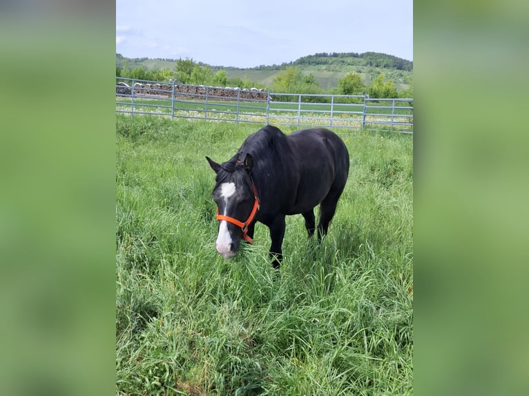 American Quarter Horse Wallach 13 Jahre Rappe in Metzingen