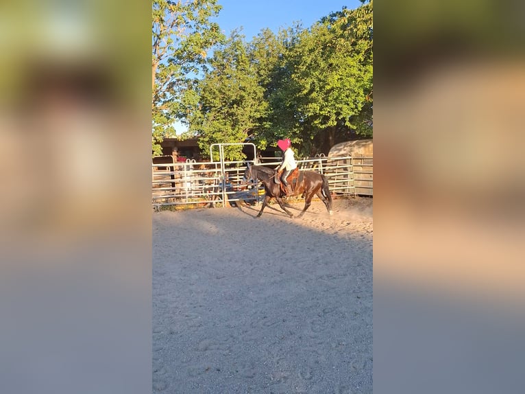 American Quarter Horse Wallach 13 Jahre Rappe in Metzingen