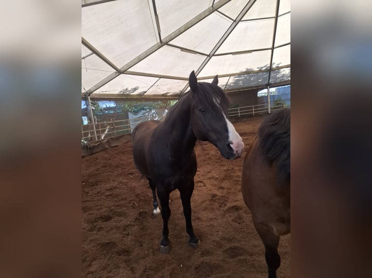 American Quarter Horse Wallach 13 Jahre Rappe in Metzingen
