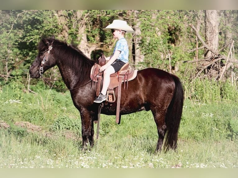 American Quarter Horse Wallach 13 Jahre Rappe in Hillsboro KY