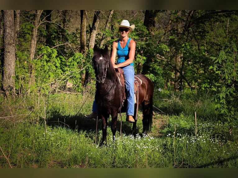 American Quarter Horse Wallach 13 Jahre Rappe in Hillsboro KY