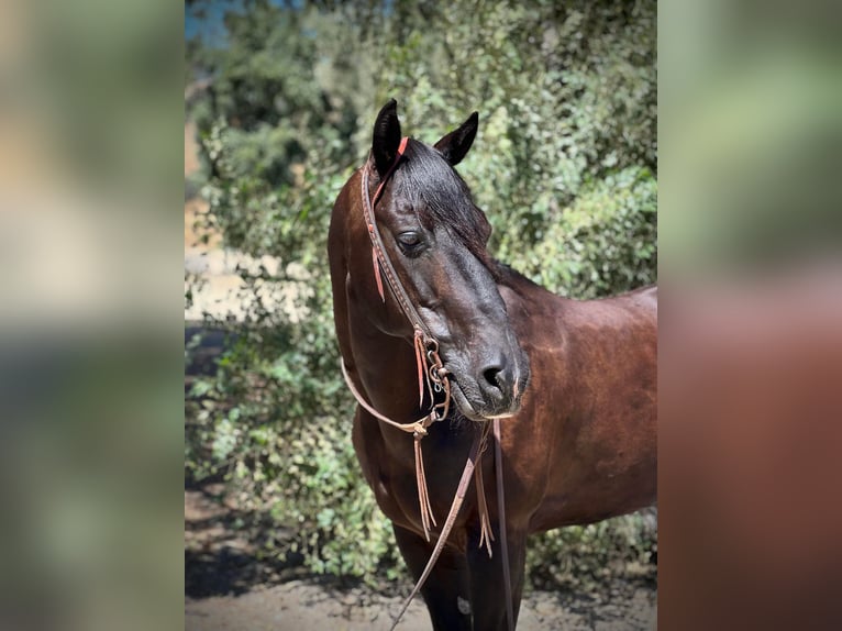 American Quarter Horse Wallach 13 Jahre Rappe in Bitterwater, CA