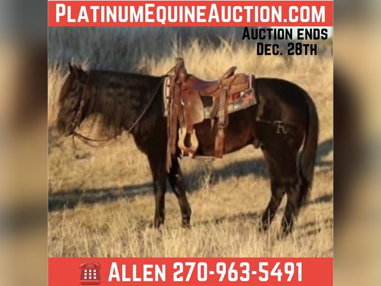 American Quarter Horse Wallach 13 Jahre Rappe in Mineral Wells TX